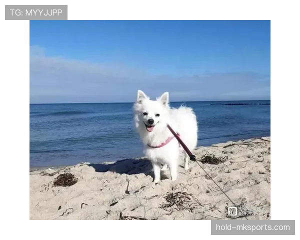 拉皮诺家的狗都比你我活得精致